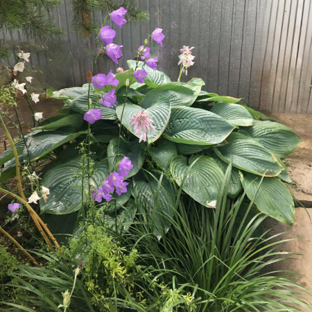 Саженцы и рассада Зибольдной Хосты Элеганс (Elegans Hosta sieboldiana) - KrasotaVsadu.ru