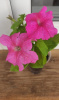 Petunia grandiflora Limbo GP Rose - Петуния крупноцветковая розовая Лимбо Джи Пи Роза - KrasotaVsadu.ru