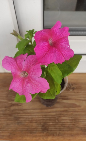 Petunia grandiflora Limbo GP Rose - Петуния крупноцветковая розовая Лимбо Джи Пи Роза - KrasotaVsadu.ru