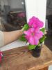 Petunia grandiflora Limbo GP Rose - Петуния крупноцветковая розовая Лимбо Джи Пи Роза - KrasotaVsadu.ru