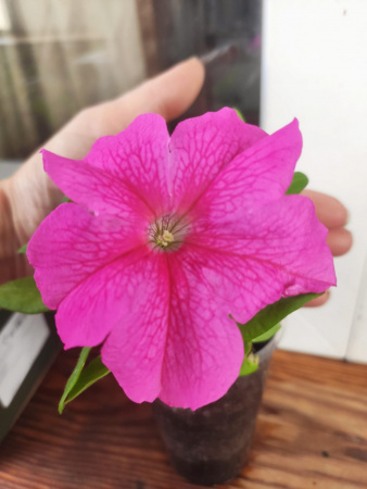 Petunia grandiflora Limbo GP Rose - Петуния крупноцветковая розовая Лимбо Джи Пи Роза - KrasotaVsadu.ru